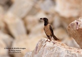 WildLife Photos of Birds, Crows, Starlings & others, Rose-colored Starling, Sturnus roseus